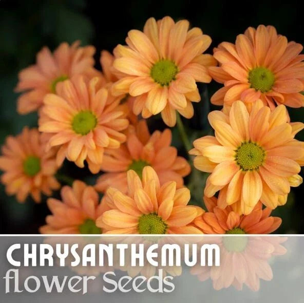 Guava Frost Mum Seeds - 200+ Chrysanthemum Seeds - Annual Flower Seeds - Colorful Garden Blooms