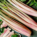 Peppermint Stick Celery Seeds - 25 Non-GMO Seeds - Unique Colorful Variety - Apium graveolens