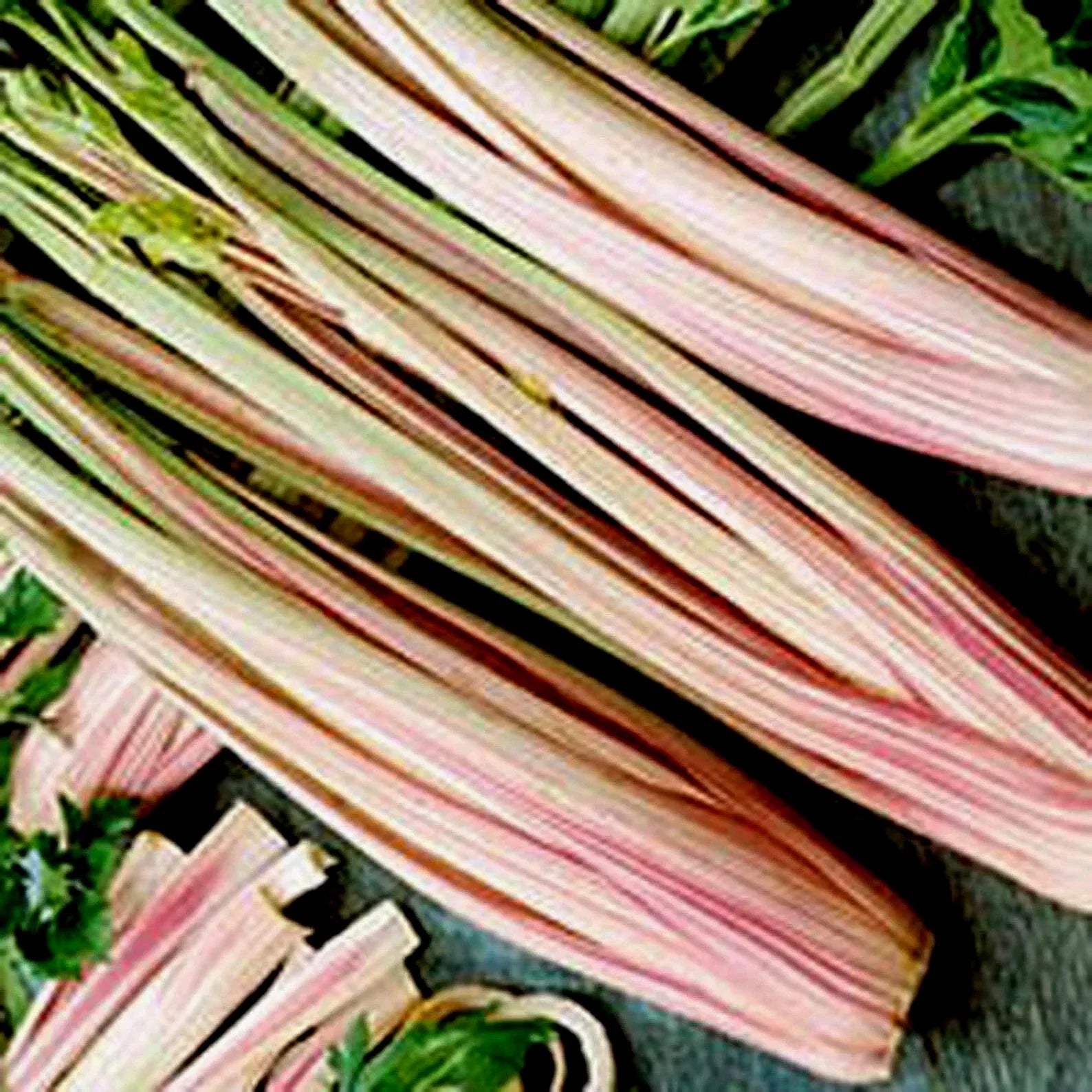 Peppermint Stick Celery Seeds - 25 Non-GMO Seeds - Unique Colorful Variety - Apium graveolens