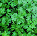 Parsley Seeds 1000+ Dark Green Flat Leaf Italian Herb Seeds (Petroselinum crispum) for Garden Planting