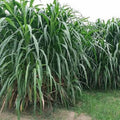 Elephant Grass Seeds - 30 Seeds - Tallest Grass - Pennisetum purpureum - Ships from Iowa