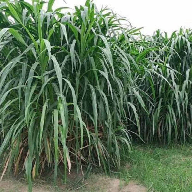 Elephant Grass Seeds - 30 Seeds - Tallest Grass - Pennisetum purpureum - Ships from Iowa
