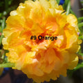 Moss Rose Cuttings - 10 Unrooted Orange Portulaca Grandiflora Plant Cuttings for Garden or Container