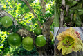 Winged Calabash Seeds - 10+ Seeds - Mexican Calabash, Gourd Tree, Morro - Crescentia alata