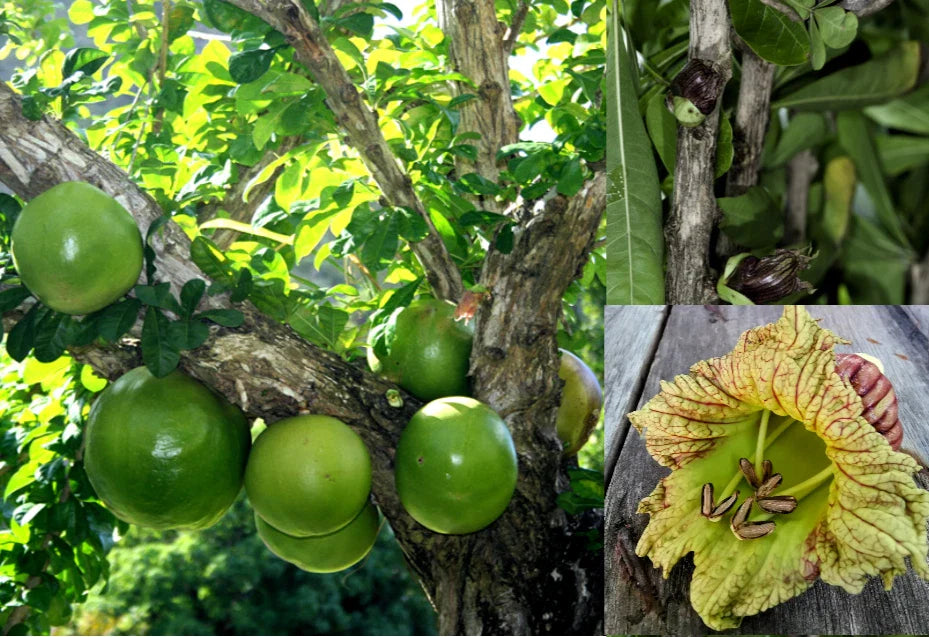 Winged Calabash Seeds - 10+ Seeds - Mexican Calabash, Gourd Tree, Morro - Crescentia alata