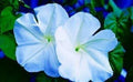 Moonflower Seeds - 50 Count, Night-Blooming, Reflects Moonlight (Ipomoea alba)