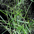 Feather Lovegrass Seeds - Premium Eragrostis Feathergrass for 2025 Planting