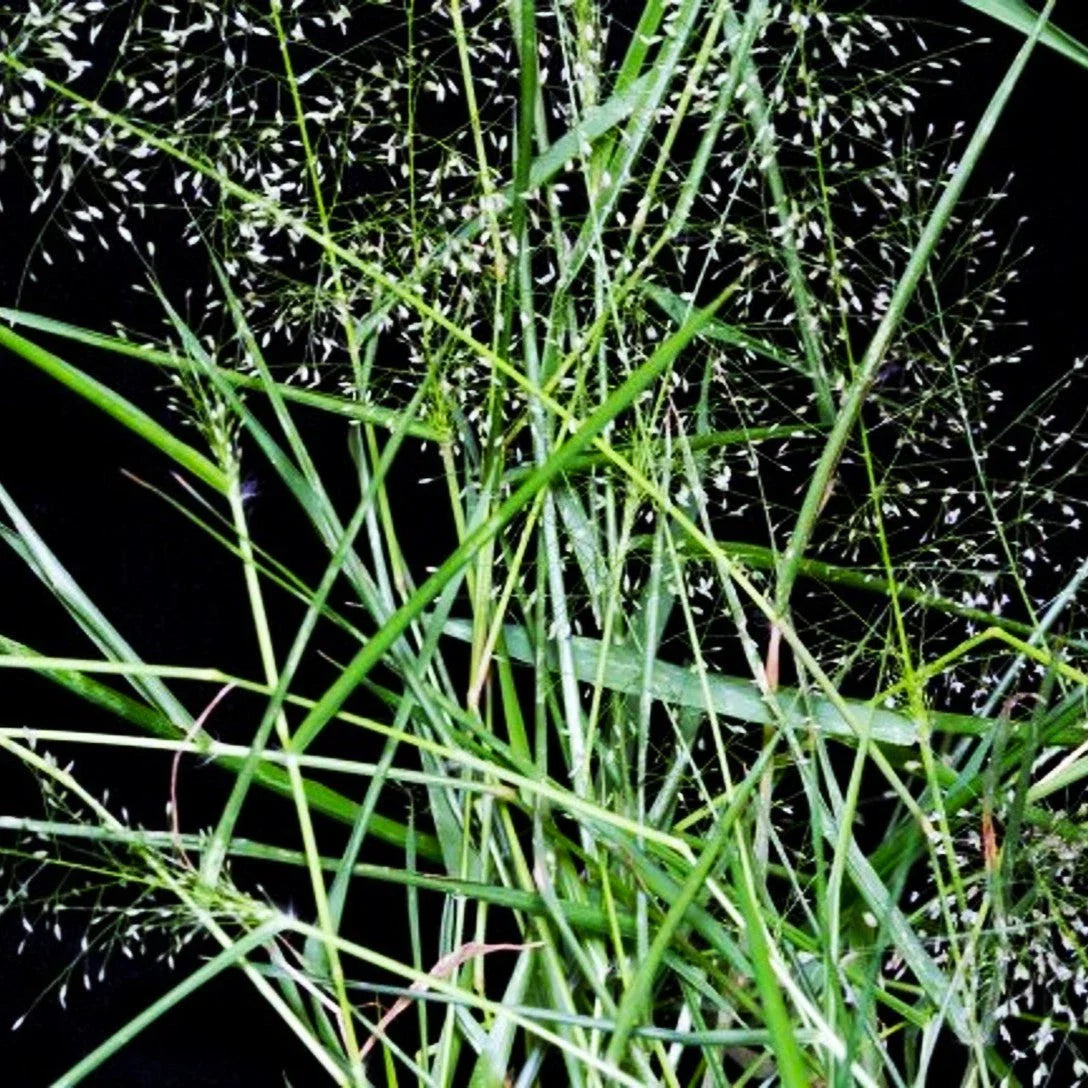 Feather Lovegrass Seeds - Premium Eragrostis Feathergrass for 2025 Planting