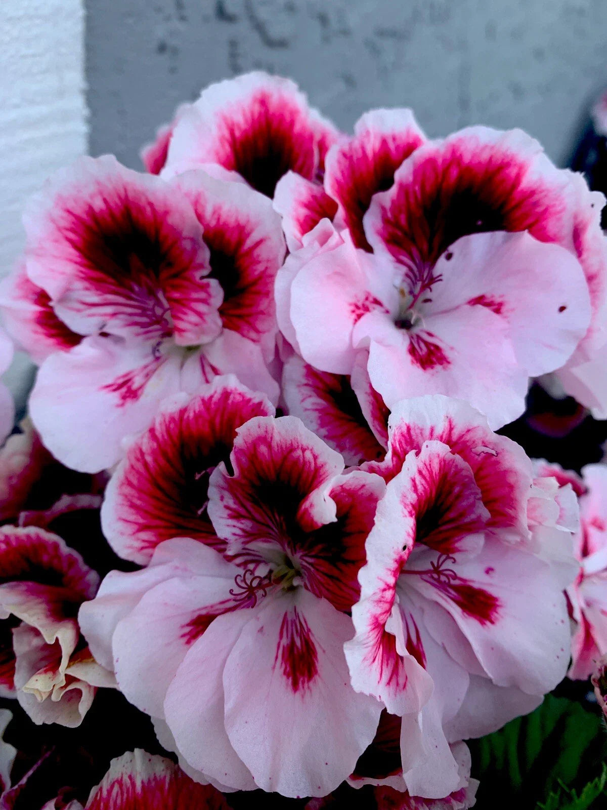 Geranium Live Plant 6” White and Dark Maroon Center Perennial (Pelargonium)