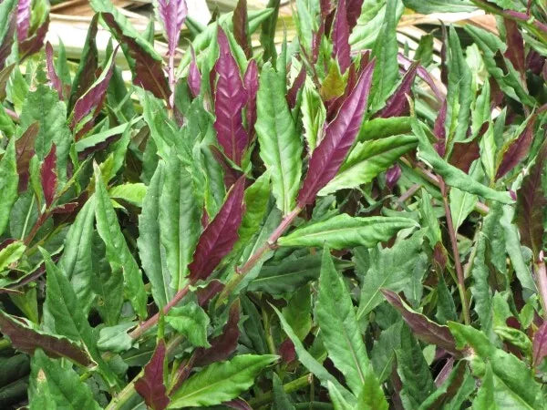 Okinawa Spinach Starter Plant 3"+ Green Purple Edible Gynura Crepioides
