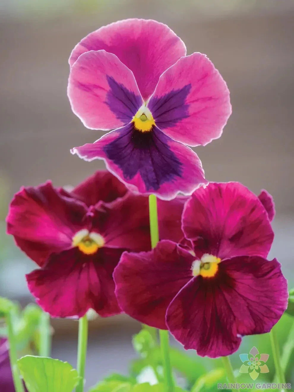 Ruby Mix Pansy Seeds - 200+ Premium Garden Seeds - Viola Tricolor - USA Grown - Free Shipping