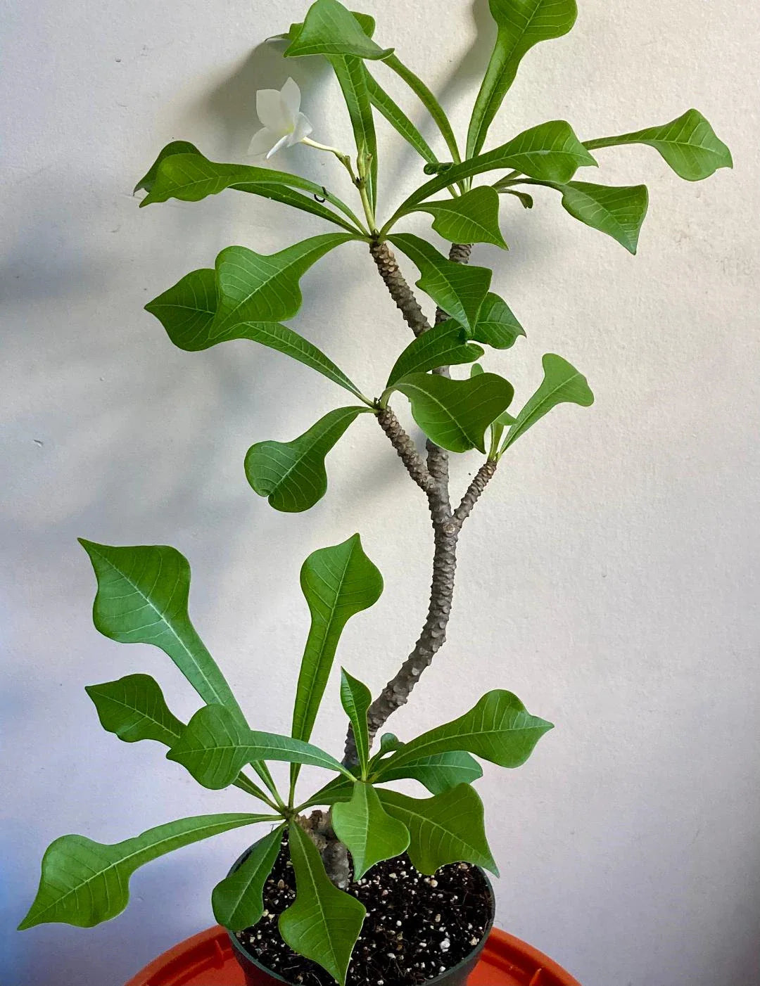 Plumeria Pudica Wedding Bouquet Plant - 6" Tropical White Flowering Specimen - Bare Root Plumeria