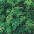 Herb Seed 500+ Seeds Triple Curled Parsley Petroselinum crispum