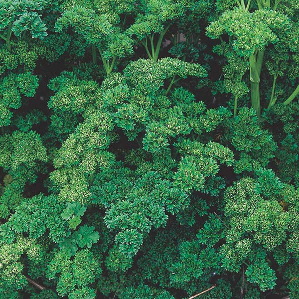 Herb Seed 500+ Seeds Triple Curled Parsley Petroselinum crispum