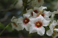Yellowhorn Fruiting Shrub Seeds - Xanthoceras sorbifolium - 8 Seeds, Hardy Perennial, Free Shipping