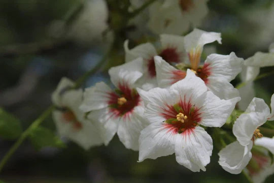 Yellowhorn Fruiting Shrub Seeds - Xanthoceras sorbifolium - 8 Seeds, Hardy Perennial, Free Shipping