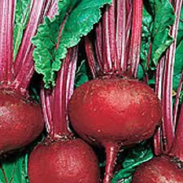 Detroit Dark Red Beet Seeds - Heirloom Non-GMO - 50+ Seeds - Sweet Beet Variety