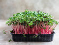 Rambo Radish Microgreen Seeds 2 Ounce - Sprouting Seeds for Healthy Greens - Raphanus sativus