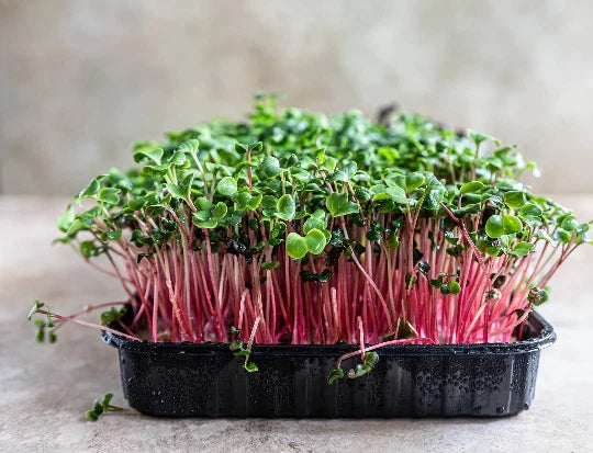 Rambo Radish Microgreen Seeds 2 Ounce - Sprouting Seeds for Healthy Greens - Raphanus sativus