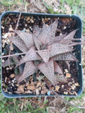 Haworthia Tesselata Potted Plant - 3.5" Bronze Color - Rare Succulent, Beautiful Indoor Plant