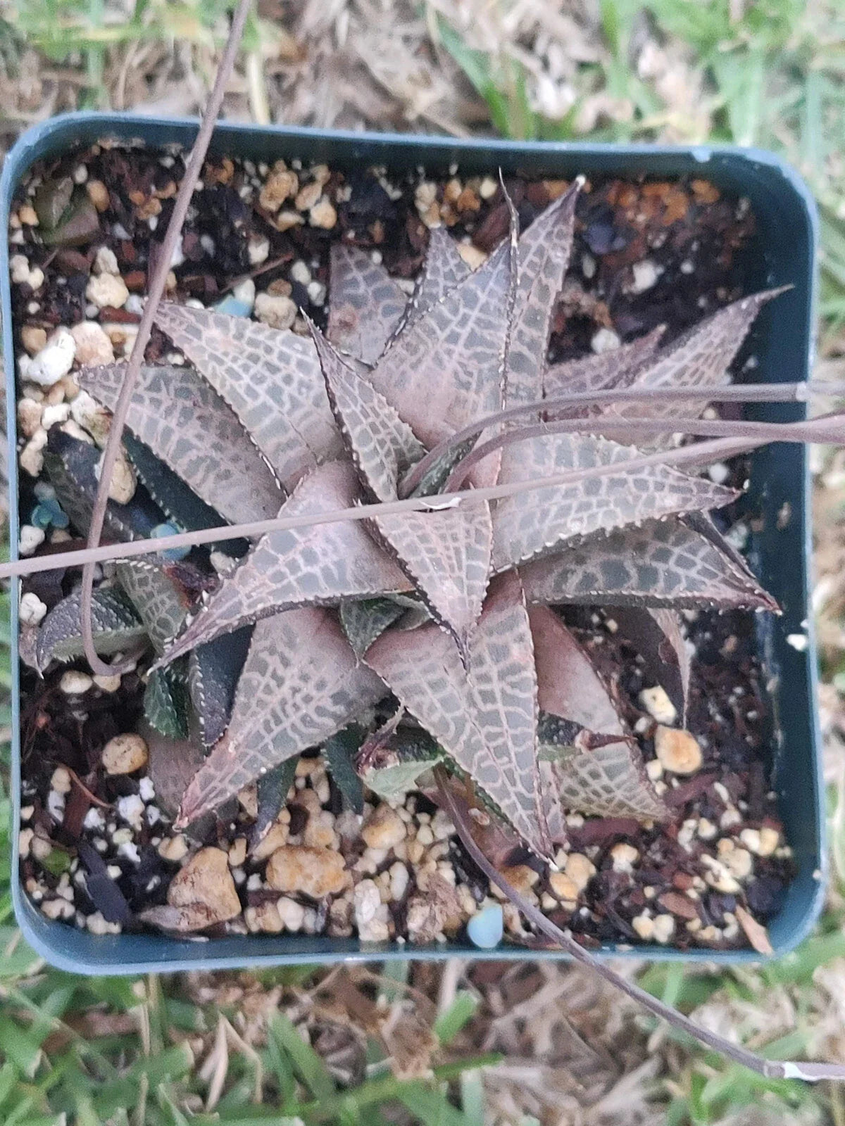 Haworthia Tesselata Potted Plant - 3.5" Bronze Color - Rare Succulent, Beautiful Indoor Plant
