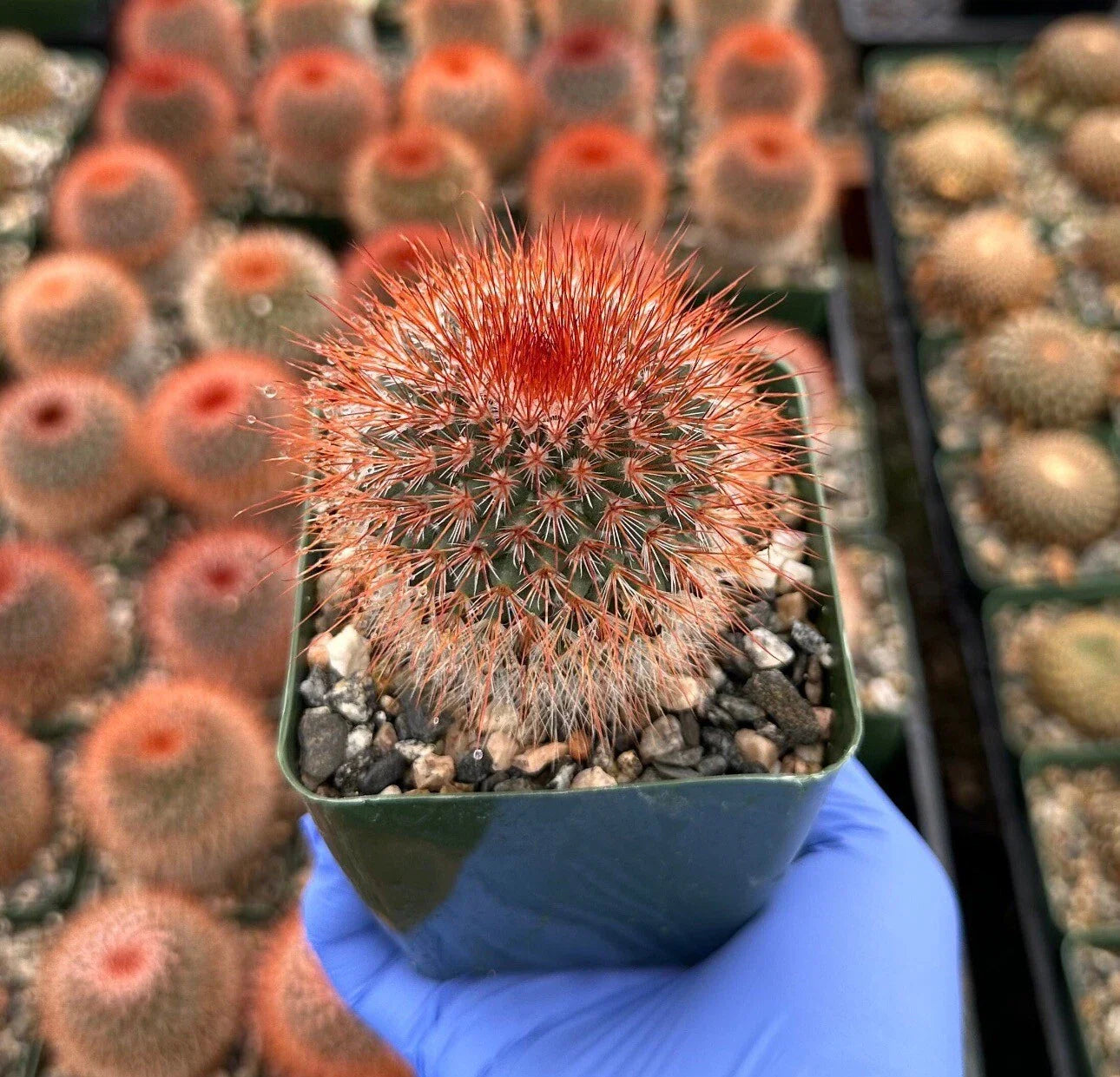 Red Headed Irishman Cactus 4” Fully Rooted - Mammillaria Spinosissima, Unique Succulent Plant for Home Decor
