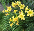 Daylily Root - EZ Growing Perennial, Low Maintenance, Hemerocallis Varieties