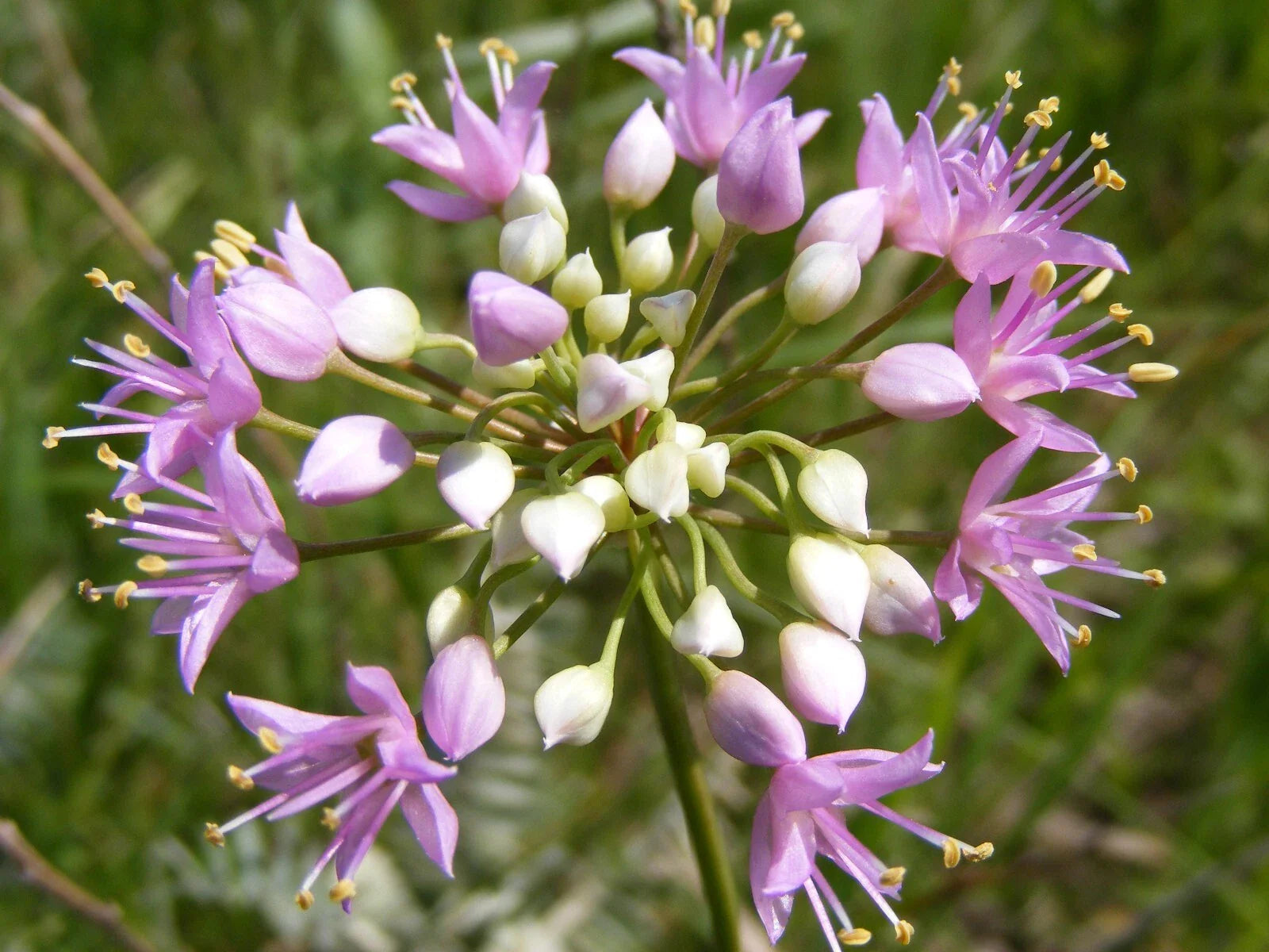 Prairie Onion Seeds - Bulk Non-GMO Heirloom Mustard - Allium stellatum