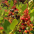 Salal Seeds 1001 Count, Shalon Variety, Gaultheria, Hardy Evergreen Shrub, Edible Berries, Bulk Pack