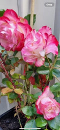 Fire and Ice Rose Cuttings - 3 Pack, 6-8” Long, Rosa 'Fire and Ice'