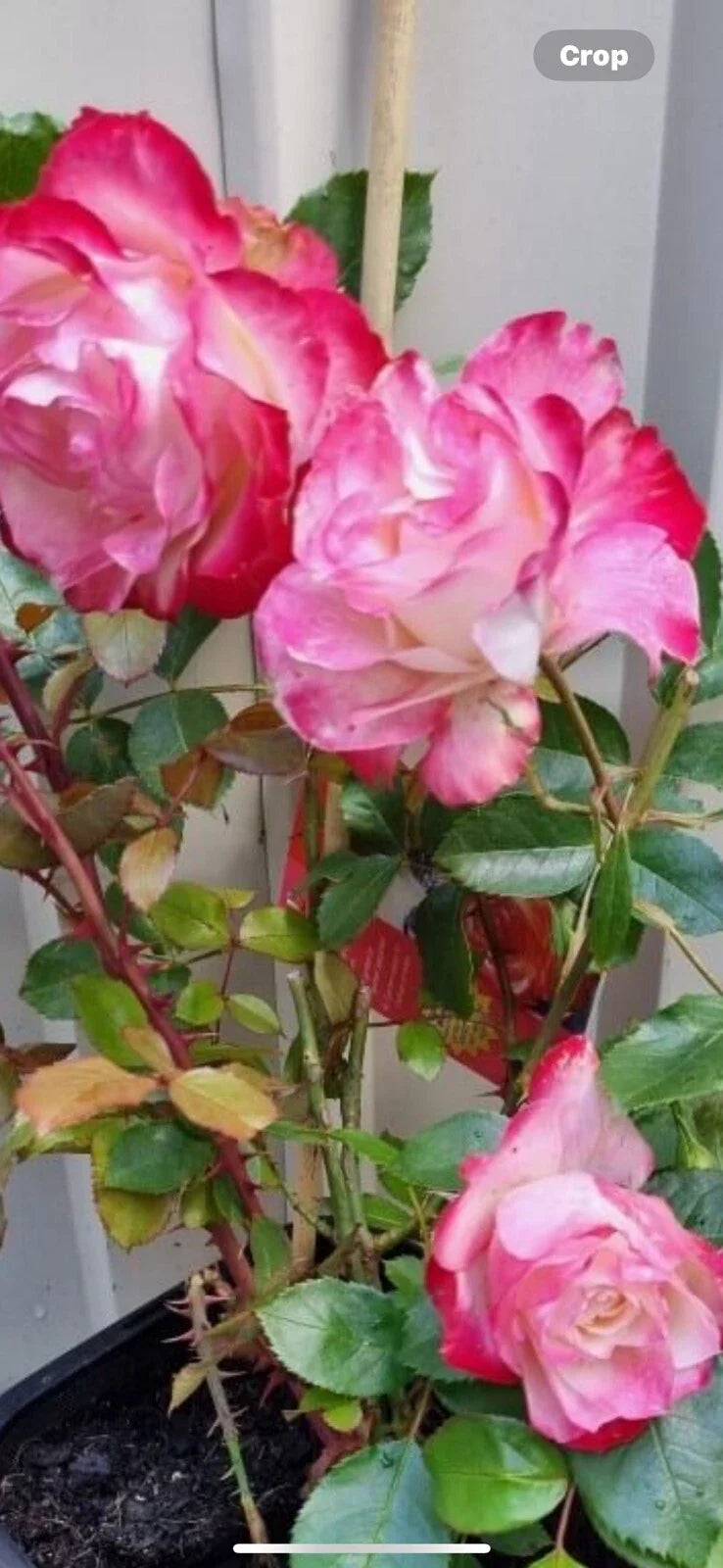 Fire and Ice Rose Cuttings - 3 Pack, 6-8” Long, Rosa 'Fire and Ice'