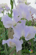 Cilla Sweet Pea Seeds - 50+ Pack for Garden Planting - Lathyrus odoratus - USA Grown - FREE SHIPPING