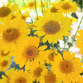 Golden Marguerite Daisy Seeds - 50 Organic Seeds - Anthemis tinctoria - USA Grown, Free Shipping