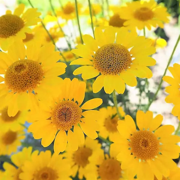 Golden Marguerite Daisy Seeds - 50 Organic Seeds - Anthemis tinctoria - USA Grown, Free Shipping