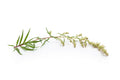 Mugwort Herb Seeds 500+ Medicinal Culinary Perennial Artemisia Vulgaris