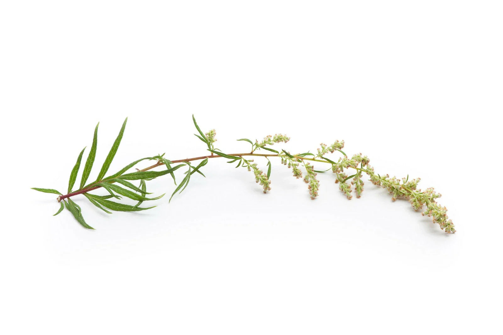 Mugwort Herb Seeds 500+ Medicinal Culinary Perennial Artemisia Vulgaris