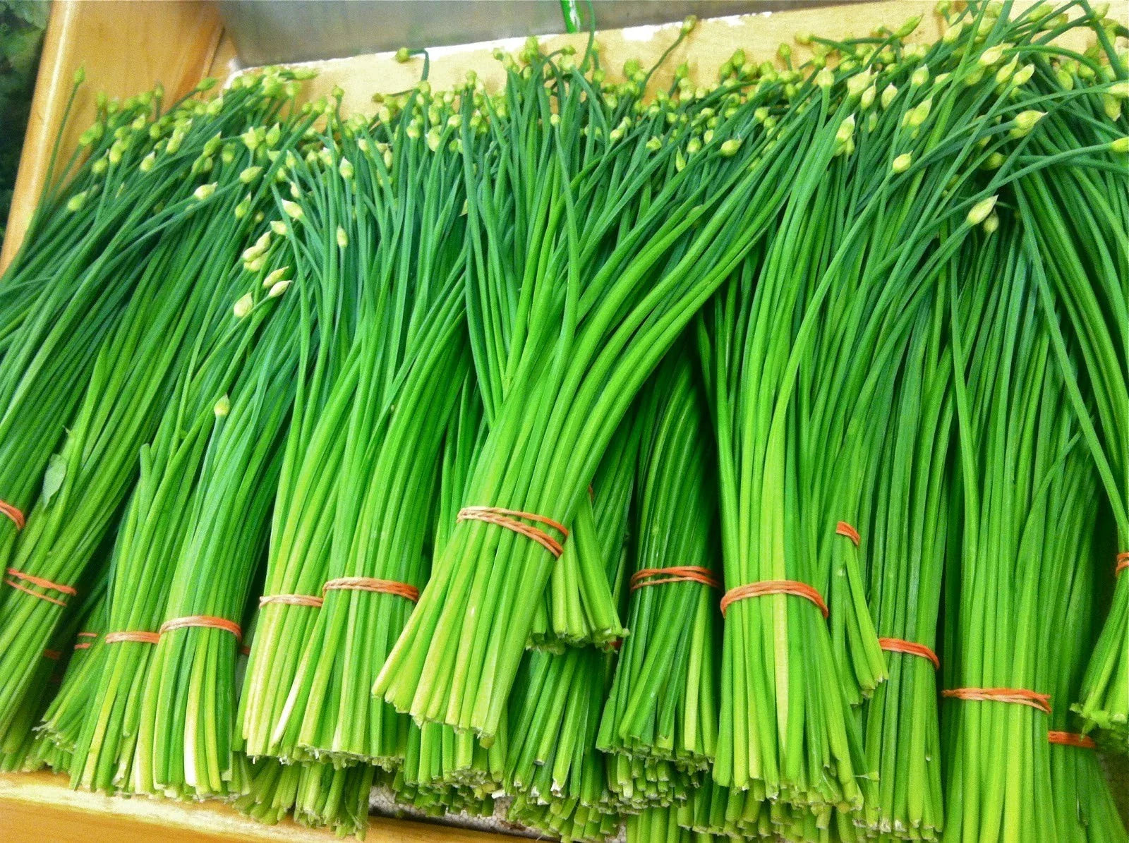 Garlic Chives Seeds - 100+ Count - Organic Heirloom - Perennial - Non-GMO - Allium tuberosum