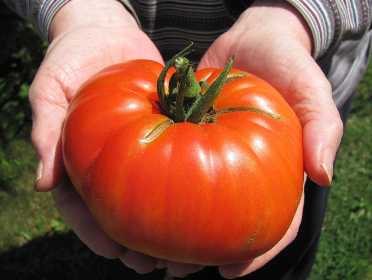 Goliath Hybrid Tomato Seeds Bulk 300 Count Packet Bright Red Lycopersicon esculentum