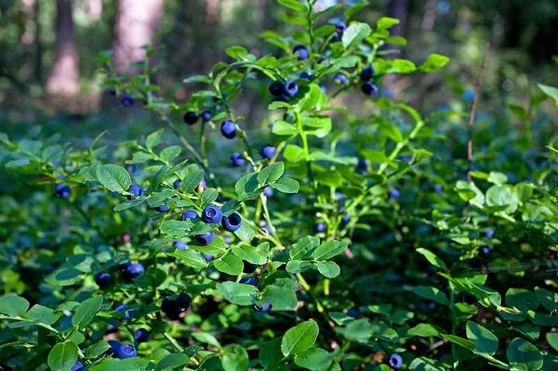Lowbush Blueberry Seeds - 30 Pack - Organic, Non-GMO - Vaccinium angustifolium - Made in USA, Ships from Iowa