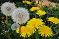 Dandelion Seeds 100 Organic Taraxacum officinale USA Grown Harvested 05/2025