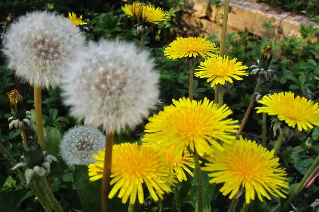 Dandelion Seeds 100 Organic Taraxacum officinale USA Grown Harvested 05/2025