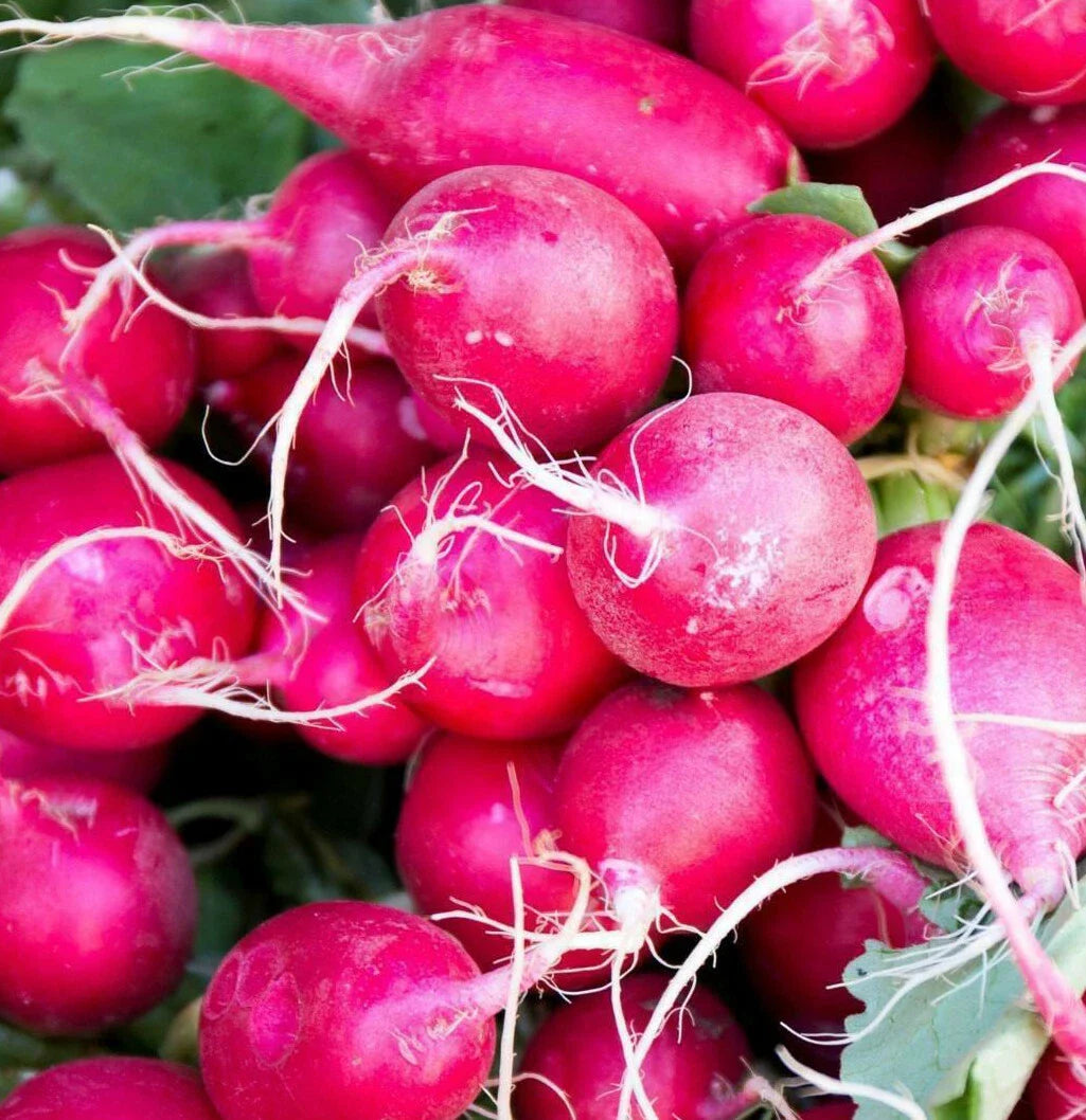 Pink Celebration Radish Seeds | Daikon Variety | Raphanus sativus | New Color 2025