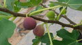 Little Ruby Fig Seeds - 100+ Count - Ficus carica - Perfect for Garden Planting - USA Grown - Free Shipping