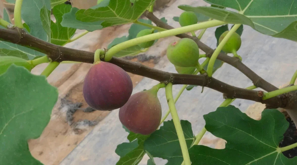 Little Ruby Fig Seeds - 100+ Count - Ficus carica - Perfect for Garden Planting - USA Grown - Free Shipping