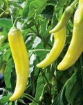 Sweet Banana Pepper Seeds 50+ Count, Mild Culinary Flavor - Capsicum annuum