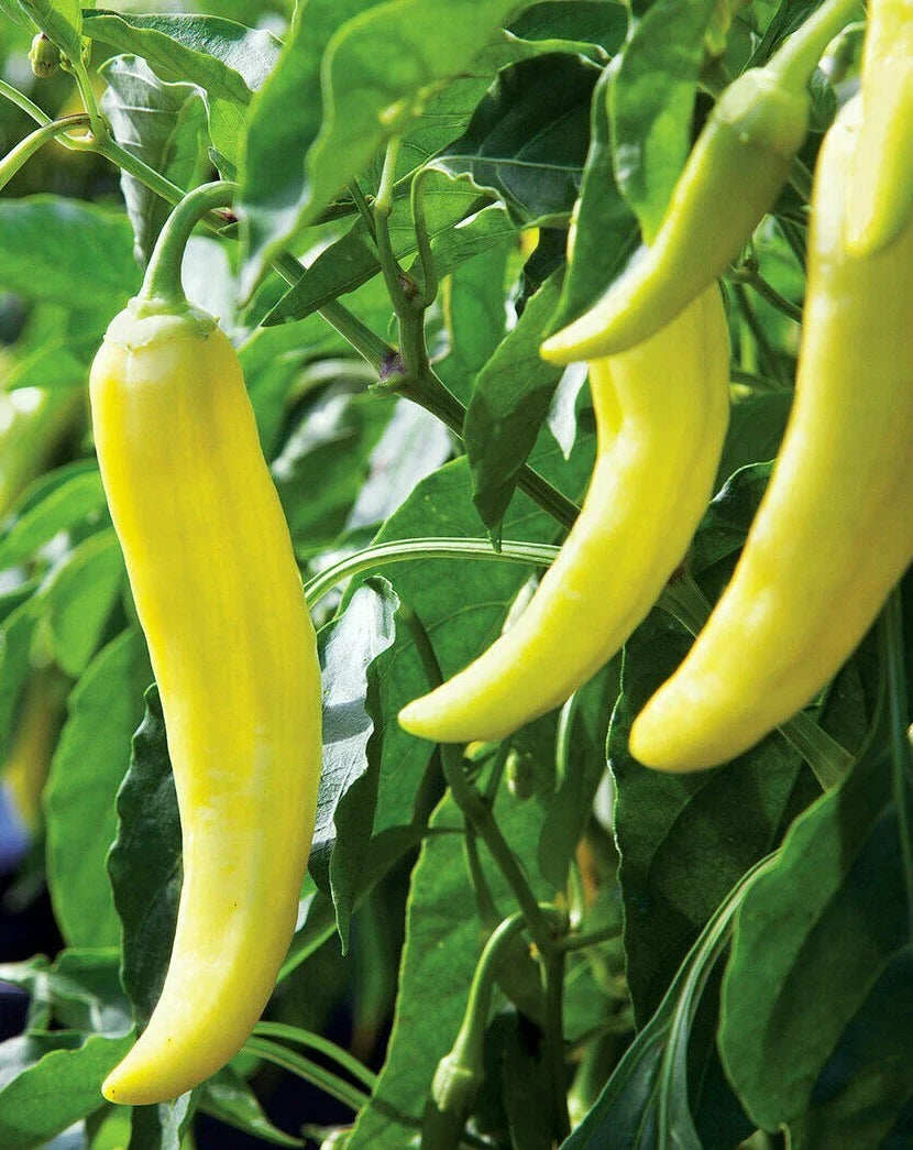 Sweet Banana Pepper Seeds 50+ Count, Mild Culinary Flavor - Capsicum annuum