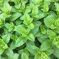 Organic Spearmint Plant (Mentha spicata) – Live Herb Starter | Fresh Culinary Mint, Tea Herb, Fast-Growing Perennial
