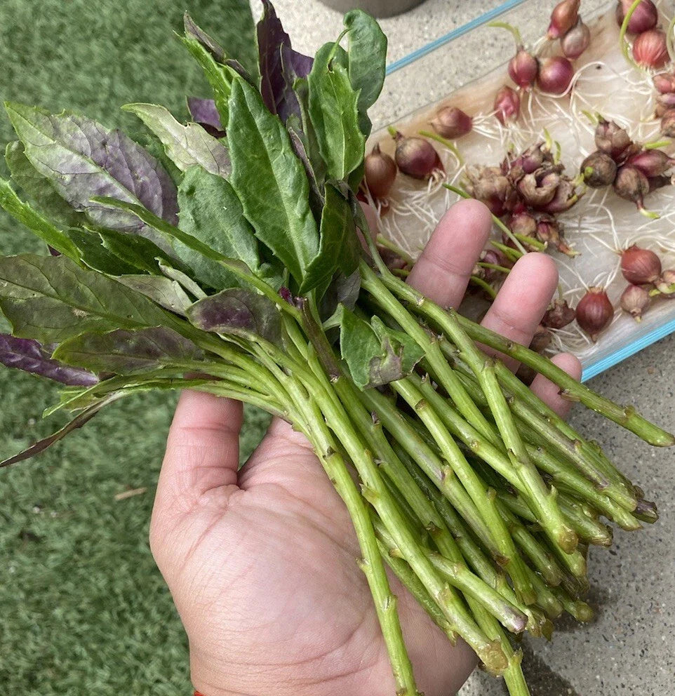 Okinawa Spinach Cuttings – 8 Fresh 5–6" Unrooted Cuttings (Gynura crepioides) – Edible Green & Purple Leaf Vegetable for Gardens