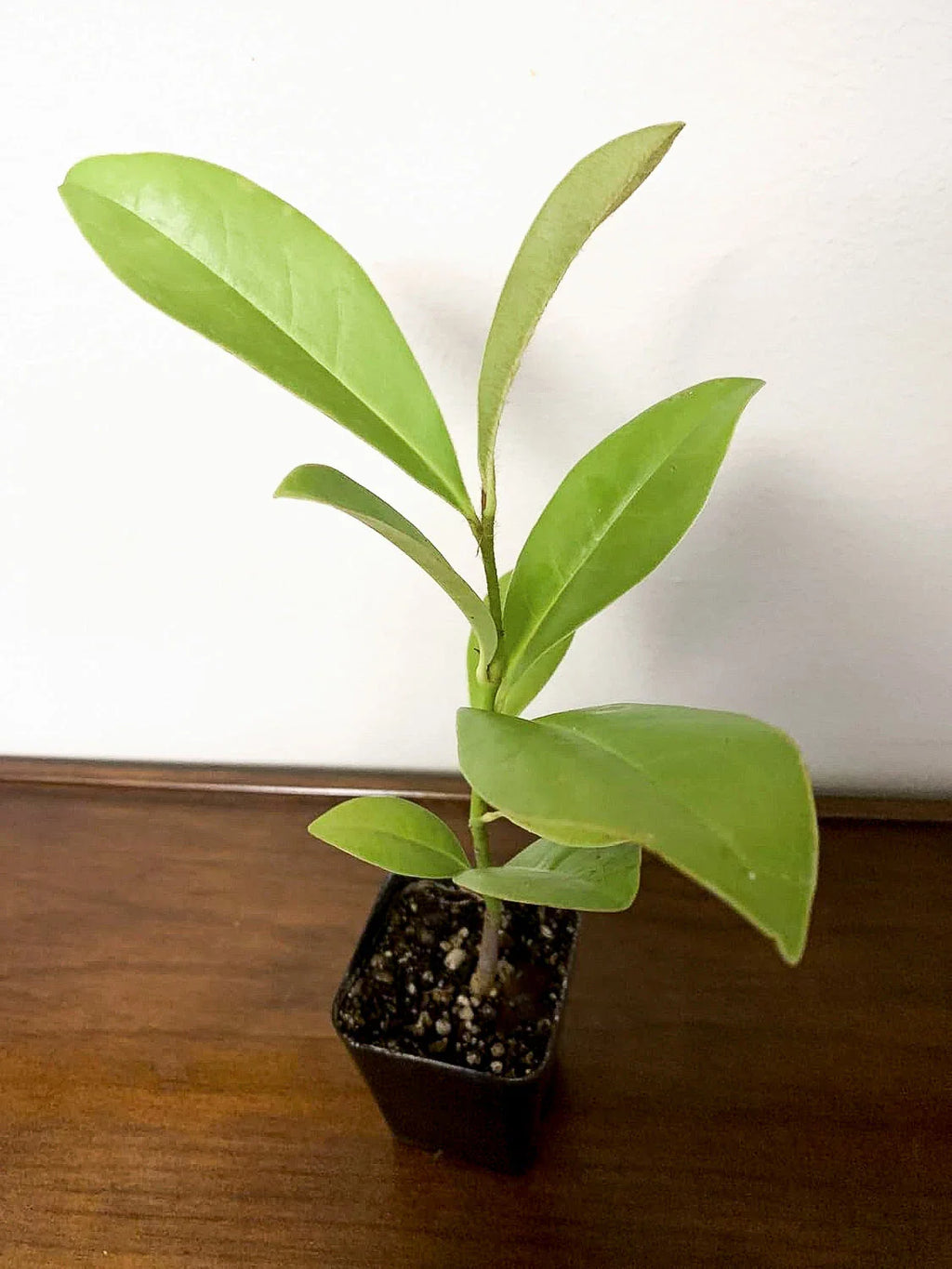 Southern Magnolia Tree (Magnolia grandiflora) | Evergreen Fragrant Flowering Tree | Live Plant | 2.5 Inch Pot