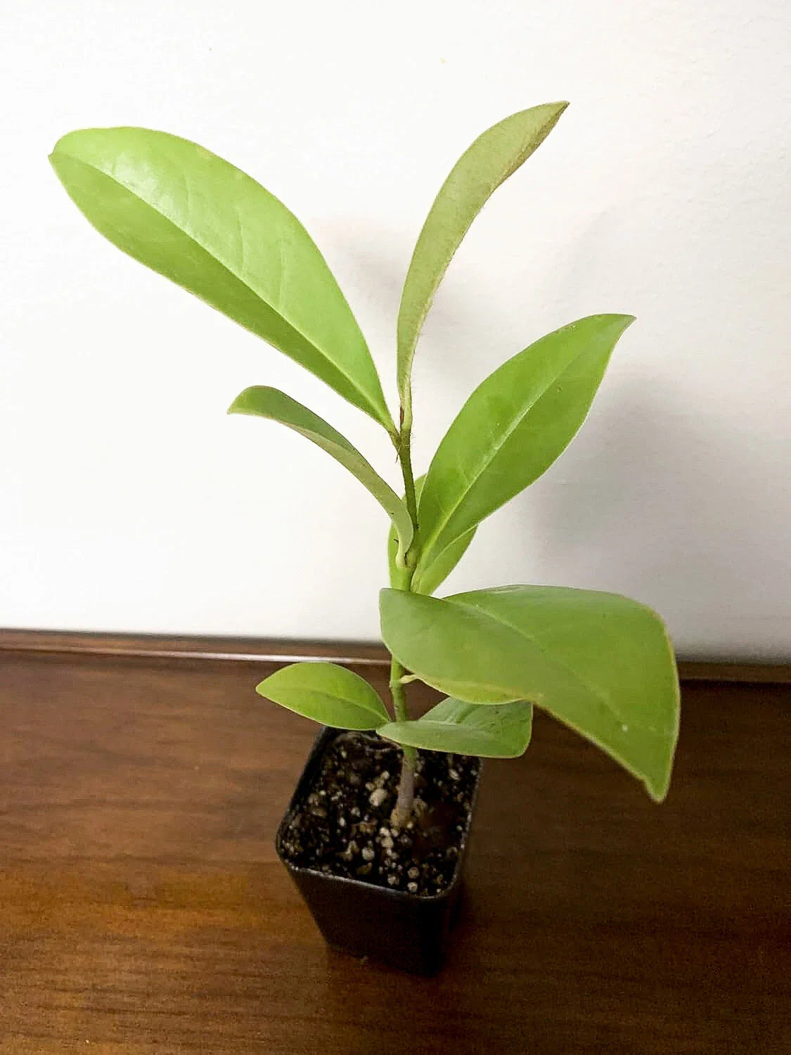 Southern Magnolia Tree (Magnolia grandiflora) | Evergreen Fragrant Flowering Tree | Live Plant | 2.5 Inch Pot